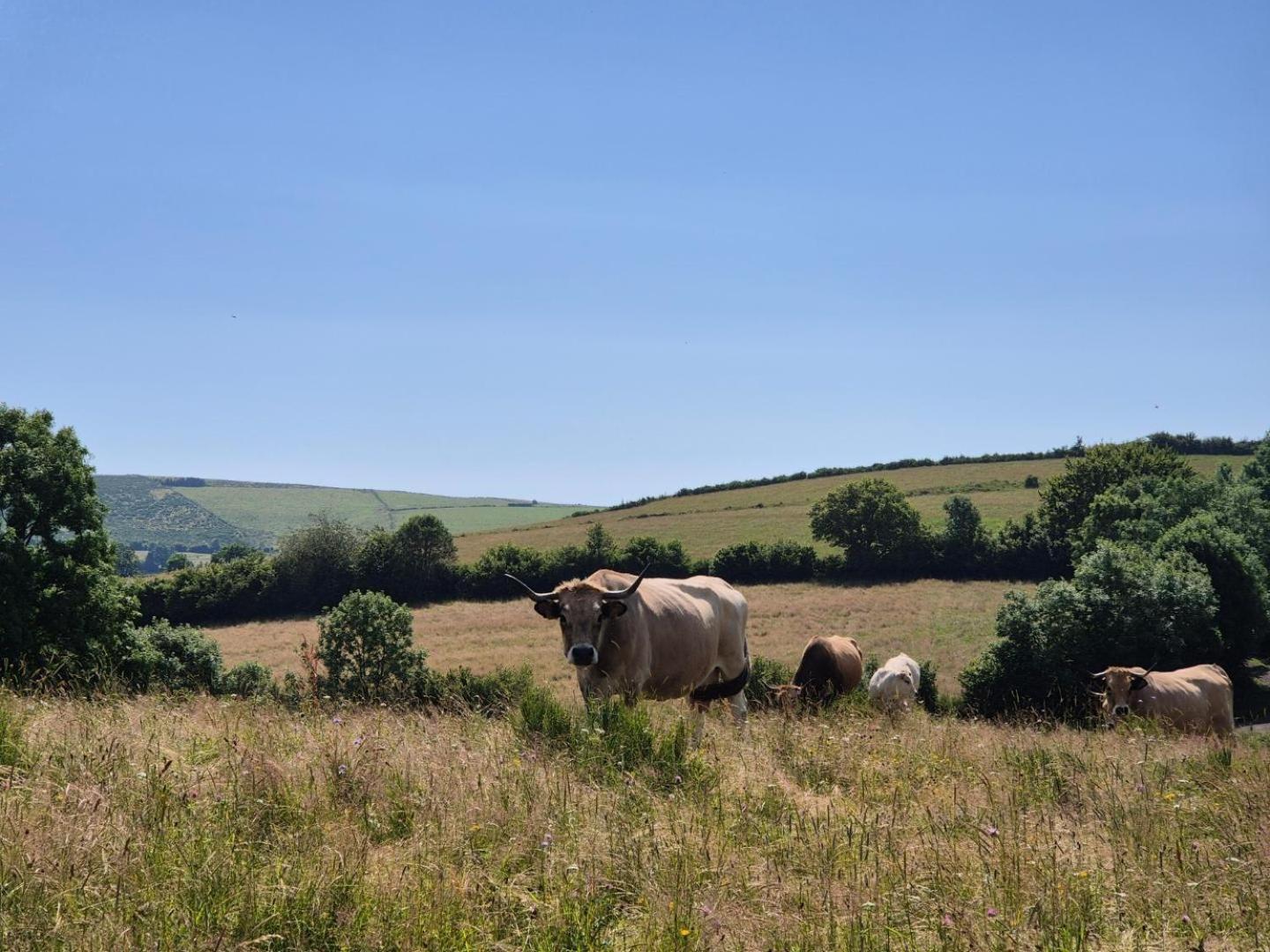 Maison La Vie De L'Aubrac - Gite Lo Bel Peis Saint-Symphorien-de-Thenieres Buitenkant foto